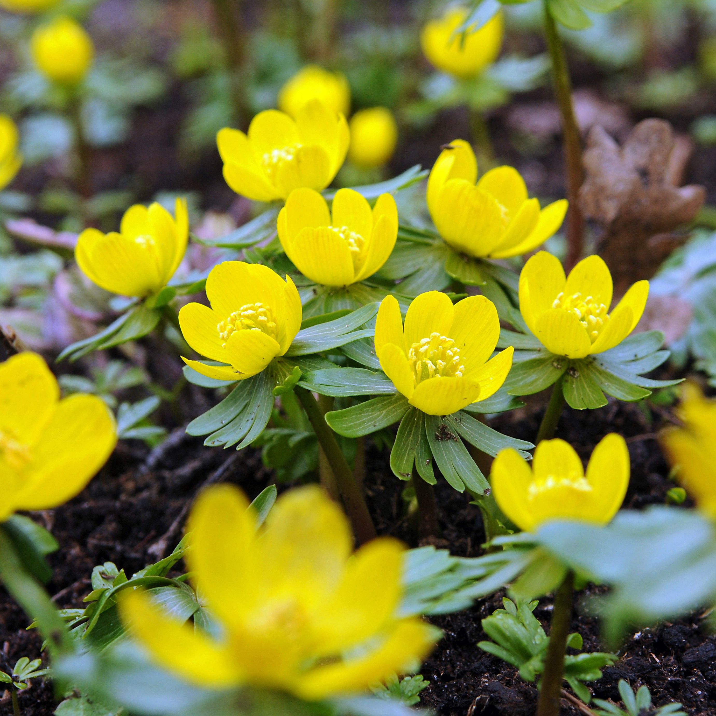 Eranthis (Winter Aconite)